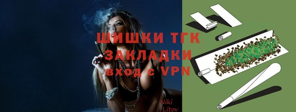 индика Ельня