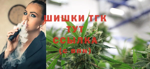 индика Ельня